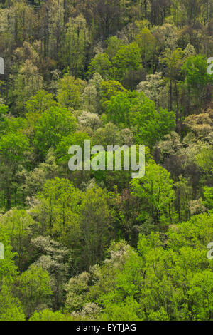 Schornstein-Tops, Great Smoky Mountains National Park, Tennessee, USA Stockfoto