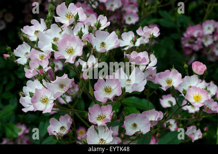 Ballerina Rose (Bentall 1937) Stockfoto