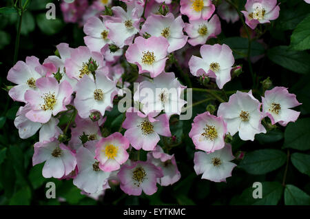 Ballerina Rose (Bentall 1937) Stockfoto