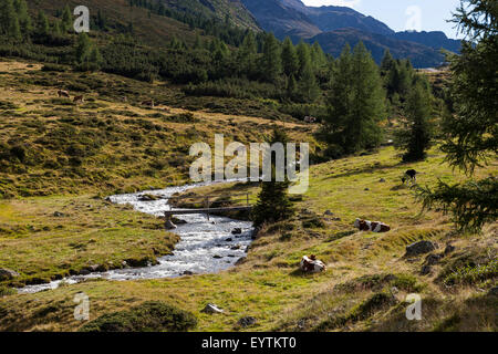 Österreich, Osttirol, Staller Sattel, Gebirgsbach mit Kühen Stockfoto