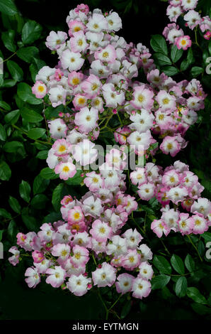 Ballerina Rose (Bentall 1937) Stockfoto