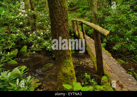 Meigs Bergweg, Great Smoky Mountains National Park, Tennessee, USA Stockfoto