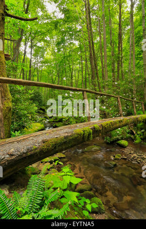 Meigs Bergweg, Great Smoky Mountains National Park, Tennessee, USA Stockfoto