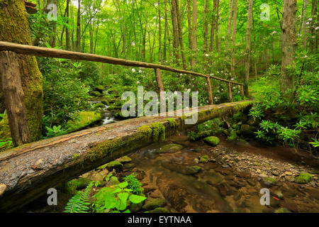 Meigs Bergweg, Great Smoky Mountains National Park, Tennessee, USA Stockfoto