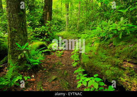 Straße Zinke Trail, Great Smoky Mountains National Park, Tennessee, USA Stockfoto