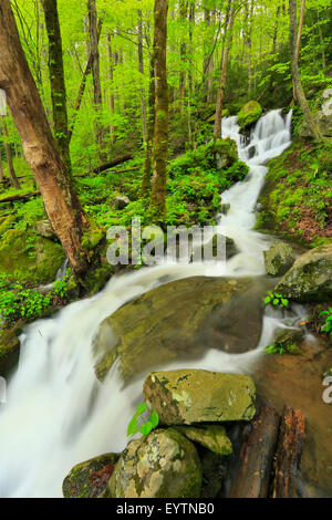 Wasserfall in der Nähe von Tremont, Great Smoky Mountains National Park, Tennessee, USA Stockfoto