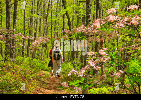 Rosa Azalee entlang der Appalachian Trail nördlich von Sägewerk Ridge, Shenandoah-Nationalpark, Virginia, USA Stockfoto
