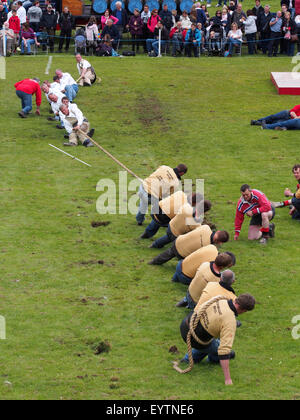 Dufftown, Schottland - 25. Juli 2015: Tauziehen-Wettbewerb bei einem schottischen Highland Games-Event. Stockfoto