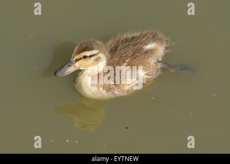 Einzelne Mallard Ente Entchen schwimmen am See Stockfoto