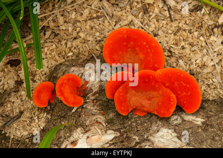 Pycnoporus Coccineus, Scarlet Halterung Pilz, botanische Gärten, Rio De Janeiro, Brasilien Stockfoto