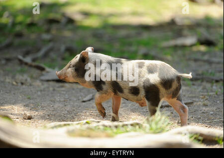 Vietnamesische Hängebauchschwein, Seitenansicht Stockfoto, Bild: 26374633 - Alamy