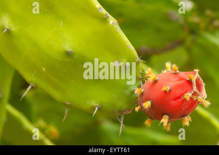 Indian Fig Feigenkaktus, Opuntia Ficus-Indica Mitla, Mexiko Stockfoto