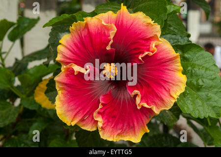 Hibiscus Rosa-Sinensis in Jardin Hidalgo, Tlaquepaque, Mexiko Stockfoto