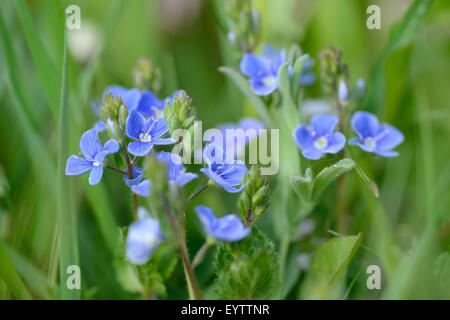 Gamander-Preis, Veronica Chamaedrys, Blüte, Blüte Stockfoto