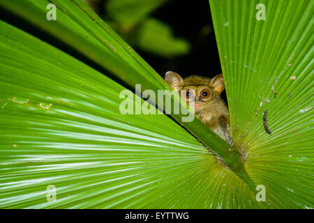 Ein Tarsius von Nord-Sulawesi Peekaboo aus der Lücke ein Palmblatt in der Nacht Stockfoto