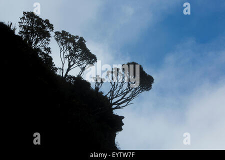 Hintergrundbeleuchtung von endemischen Pflanzen und Vegetation auf den Roraima Tepui, Gran Sabana. Venezuela-2015. Stockfoto