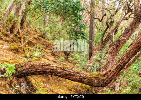 Gebogene und entstellt Baum in einem Rhododendron Wald in Daman, palung, makawanpur District in Nepal Stockfoto