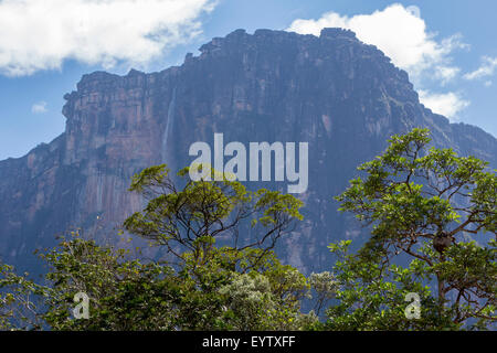 Kerepakupai Vena oder Angel Falls, Salto Angel in den Wolken. Die höchsten Wasserfälle der Welt. Bundesstaat Bolivar. Venezuela Stockfoto