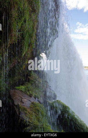 Schöner Wasserfall in Canaima Lagune, Canaima-Nationalpark, Venezuela, Südamerika 2015 Stockfoto