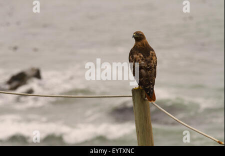 Rot - angebundener Falke thront auf Post. Stockfoto