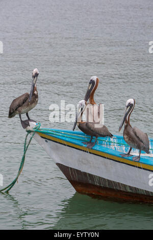 Gruppe von Pelikanen, stehend auf einem Fischerboot in der Bucht von Pampatar. Isla Margarita Stockfoto