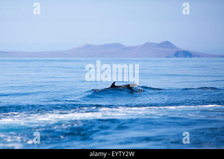 Wunderschöne verspielte Delphinschwimmen auf den blauen Pazifik Galapagos-Inseln. Ecuador-2015 Stockfoto