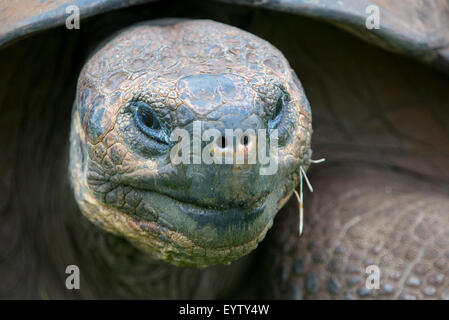 Galapagos Land Riesenschildkröte, Essen und Rasen in El Chato Tortoise Reservat. Galapagos Inseln 2015. Stockfoto