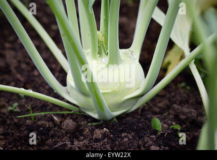 Nahaufnahme von Kohlrabi (deutsche Kohlrabi, Kohlrabi) im Garten. Stockfoto