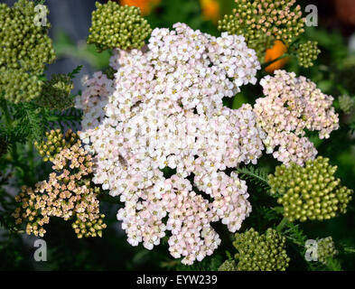 Nahaufnahme von Achillea Schafgarbe im Garten. Bio-Gärtnerei. Kraut. Stockfoto