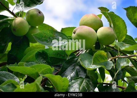 Nahaufnahme reife Äpfel am Baum. Sommer-Obstgarten. Kopieren Sie Raum. Stockfoto