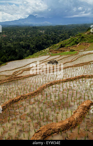 Reisterrassen an einem trockenen Oktobertag in der Nähe von Bambalu, Tana Toraja, Süd-Sulawesi, Indonesien. Stockfoto