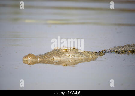 Nil-Krokodil (Crocodylus Niloticus), Lake Chamo, Nechisar Nationalpark, Äthiopien Stockfoto