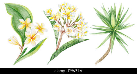 Botanische Malerei mit Plumeria Brunch und Yucca Tree Design isoliert auf weißem Hintergrund Stockfoto