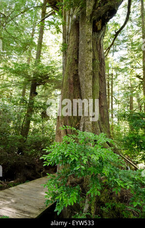 Große alte Wachstum immergrüner Baum auf einem Pfad durch die gemäßigten Küstenregenwald in Tofino auf Vancouver Island, BC, Kanada Stockfoto