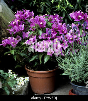 Bougainvillea, Balkonblumen Stockfoto