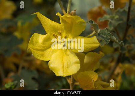 Mexikanischer Flanellstrauch; Flanellstrauch; Fremontodendron geschieht Stockfoto