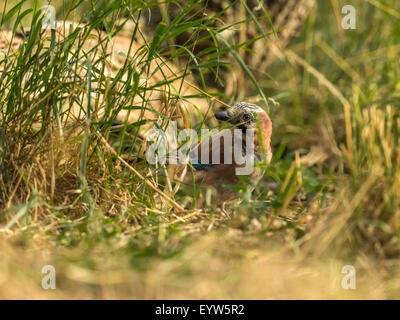 Eichelhäher (Garrulus Glandarius) auf Nahrungssuche in natürlichen Wäldern ländlicher Umgebung. "Aufrecht, posiert auf dem Boden" Stockfoto