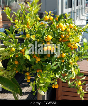 Orangenbaum, Orange, Zitrone, Sinensis, Stockfoto