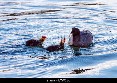 Eurasische oder gemeinsame Wasserhuhn, Fulicula Atra, Fütterung zwei Entenküken auf dem Wasser Stockfoto