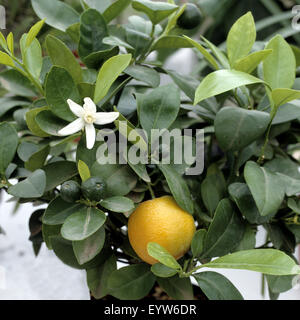 Orangenbaum, Citrus sinensis Stockfoto