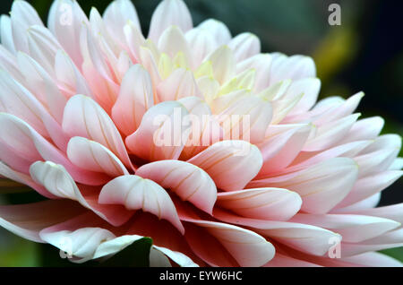 Nahaufnahme von blühende Blume Dahlie Stockfoto