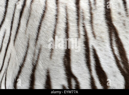 Nahaufnahme eines weißen Bengal Tiger Fell Stockfoto
