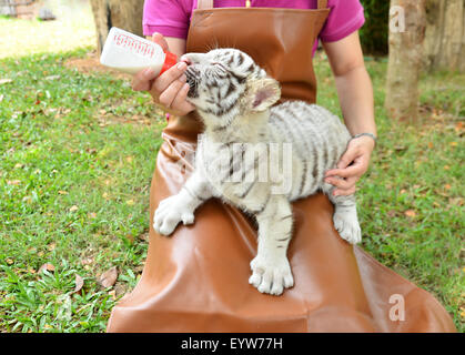 Tierpfleger nehmen, Pflege und Fütterung Baby weiße tiger Stockfoto