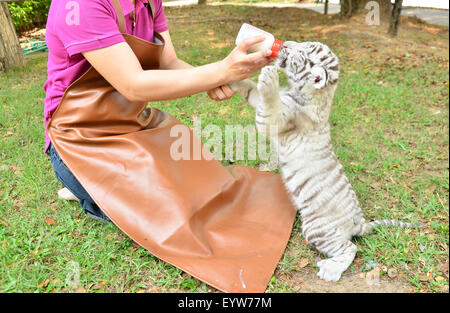 Tierpfleger nehmen, Pflege und Fütterung Baby weiße tiger Stockfoto