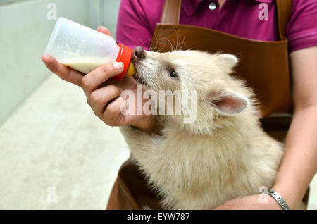 Tierpfleger nehmen, Pflege und Fütterung Baby Albino Waschbär Stockfoto