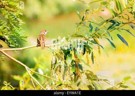 Ein Spatz thront auf einem Weidenzweig unter die warme Sommersonne Stockfoto