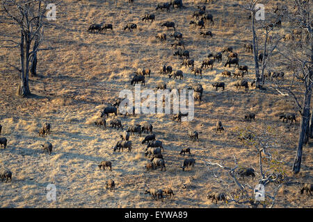 Afrikanische Büffel oder Cape-Büffel (Syncerus Caffer), Herde in der Baum-Savanne, Luftbild im Morgenlicht Stockfoto