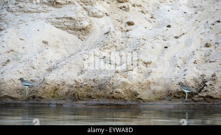 Wasser-Knie (Burhinus Vermiculatus), am steilen sandigen Ufer, Lower Zambezi National Park, Sambia Stockfoto