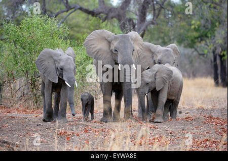 Afrikanische Elefanten (Loxodonta Africana), Familiengruppe, unterschiedlichen Alters, South Luangwa Nationalpark, Sambia Stockfoto