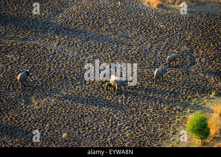 Afrikanische Elefanten (Loxodonta Africana), Herde im frühen Morgenlicht, große Schatten, Luftaufnahme, South Luangwa Nationalpark Stockfoto